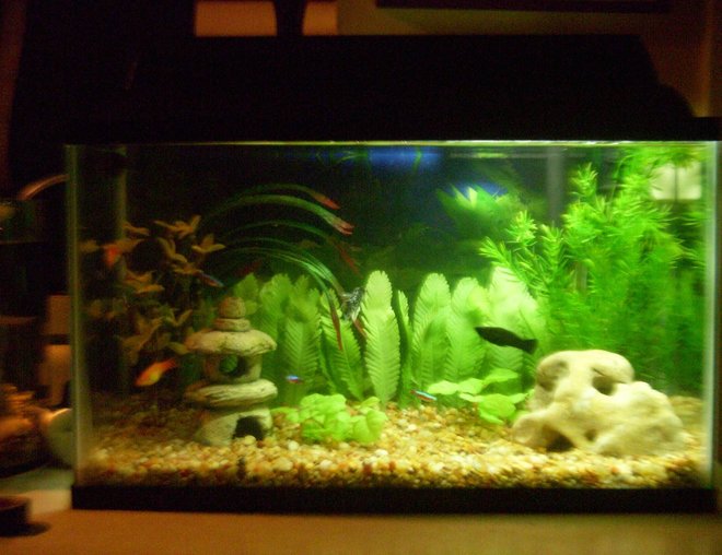 10 gallons freshwater fish tank (mostly fish and non-living decorations) - 10 Gallon Comunity Tank