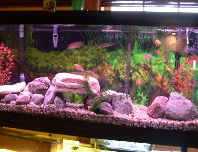 55 gallons freshwater fish tank (mostly fish and non-living decorations) - 55 gallon with 9 African cichlids