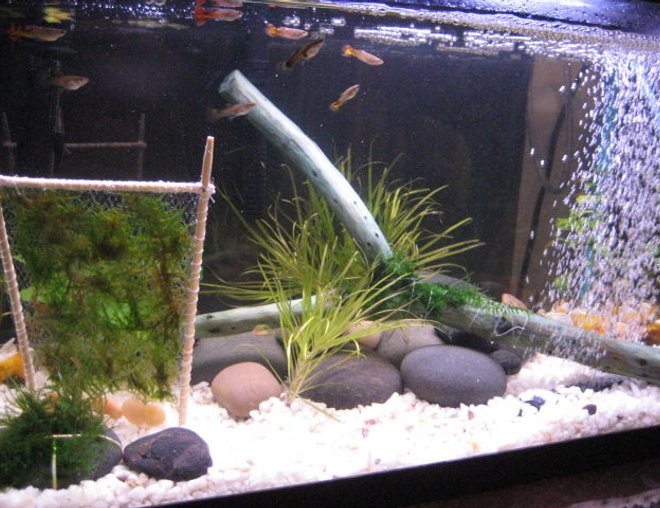 10 gallons freshwater fish tank (mostly fish and non-living decorations) - My first 10 gallon tank. Amano moss, amano shrimp, 10 guppies, 3 neon tetras. That wooden frame thing is to create a mini moss wall.