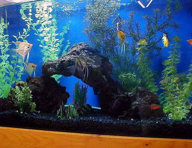 55 gallons freshwater fish tank (mostly fish and non-living decorations) - 55g angel tank with lava rock, driftwood, black gravel and artificial plants.  Angels, electric yellow cichlid, rosey barbs, flying foxes and bushynose pleco.