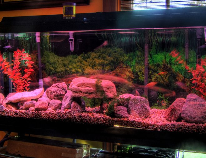 55 gallons freshwater fish tank (mostly fish and non-living decorations) - African Cichlid