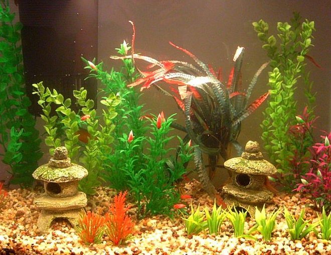 freshwater fish tank (mostly fish and non-living decorations) - so far its just a couple dwarf gouramis, ten neons and one albino chocolate plecostemous.