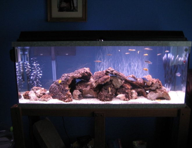 55 gallons freshwater fish tank (mostly fish and non-living decorations) - My 55 Cichlid tank