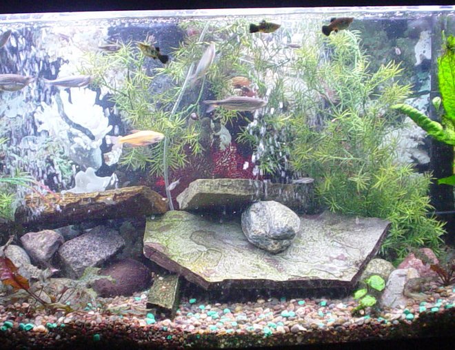 55 gallons freshwater fish tank (mostly fish and non-living decorations) - I think some good changes have been made