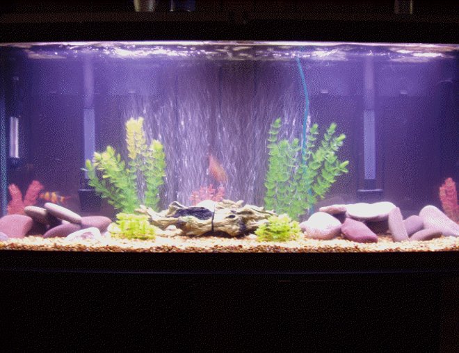 60 gallons freshwater fish tank (mostly fish and non-living decorations) - 60 gal oscar/lclown loach tank