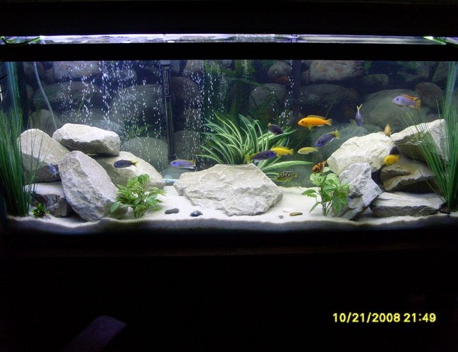 55 gallons freshwater fish tank (mostly fish and non-living decorations) - Updated. 55 Gal. Lake Malawi Cichlids. White Filtration Sand, Drainage Rocks & Fake Plants from Michaels.
