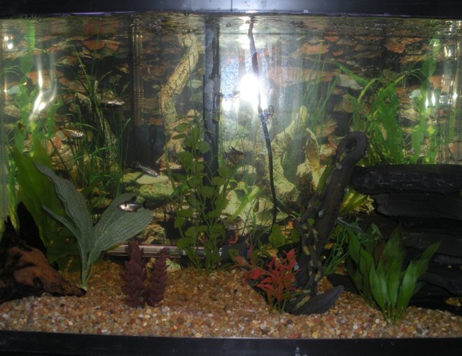 20 gallons freshwater fish tank (mostly fish and non-living decorations) - 29 gal with two 20 gallon filters a tetra whisper and a marineland penguin bio wheel, fake plants, petco pebble beach gravel, black slate, tetra airpump with airstone wedged under slate, slate wall background

fish: small pleco, 4 penguin tetra, 4 lemon tetra, 4 buenos aeres tetra, 2 rummy nose tetra, 2 pristilla tetra, 1 black phantom tetra
