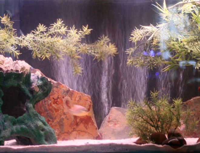 55 gallons freshwater fish tank (mostly fish and non-living decorations) - 8 Cichlids, 2 Clown Loaches, 1 sengal bichir, 6 apple snails, 2 chinese algae eaters, 3 silver dollars, 1 Otocinclus .
Sand bottom, with slate, river rock, tree, and fake plant decorations