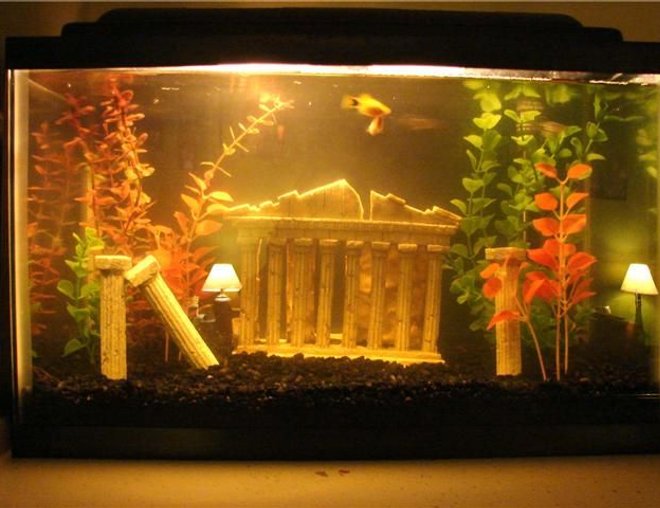 10 gallons freshwater fish tank (mostly fish and non-living decorations) - My first 10g freshwater fish tank, ignore the glare...there is actually no lamps inside the tank, haha.