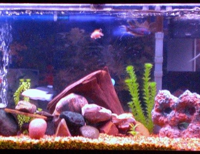 55 gallons freshwater fish tank (mostly fish and non-living decorations) - 55 gallon Freshwater Tank. Assorted African Cichlids.
