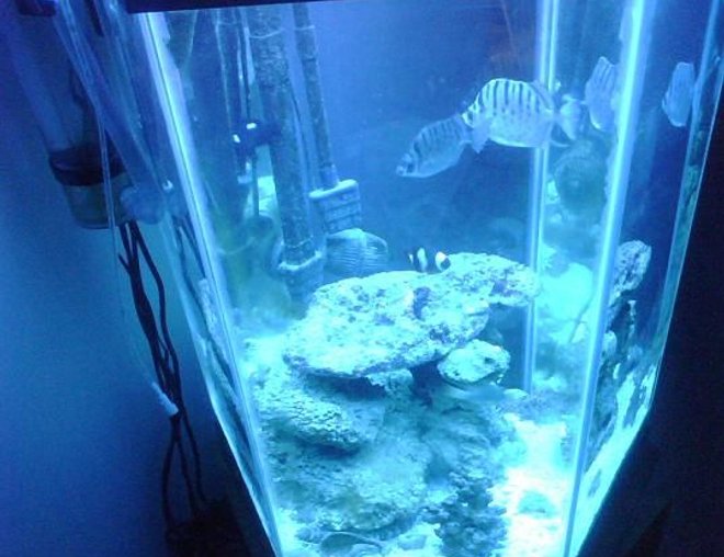 60 gallons freshwater fish tank (mostly fish and non-living decorations) - n/a