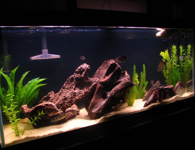 60 gallons freshwater fish tank (mostly fish and non-living decorations) - The Tank......