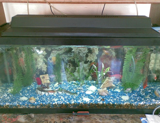 60 gallons freshwater fish tank (mostly fish and non-living decorations) - How my setup looked on July.  You'll mostly see carps and my goldfish.