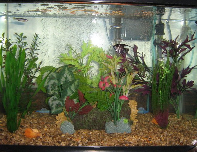 20 gallons freshwater fish tank (mostly fish and non-living decorations) - New Tank 5 Weeks old 4 marble Angelfish 5 Zebras