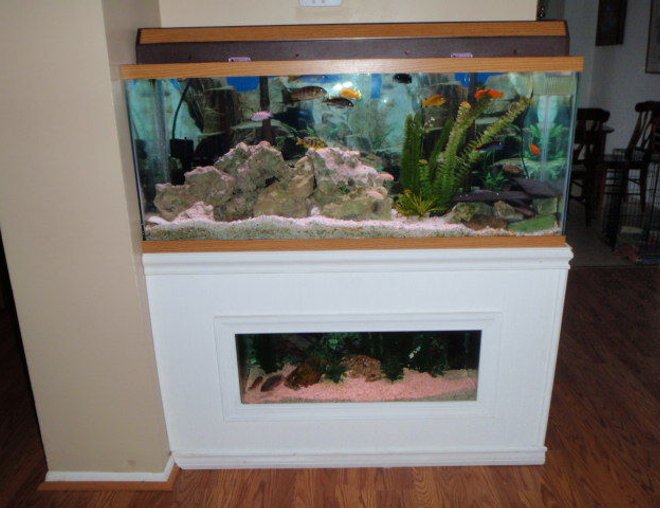 55 gallons freshwater fish tank (mostly fish and non-living decorations) - 55 Gallon African cichlid above 20 gallon SA cichlid tank