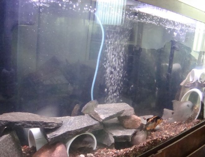 55 gallons freshwater fish tank (mostly fish and non-living decorations) - 55 gallon mixed american cichlid tank