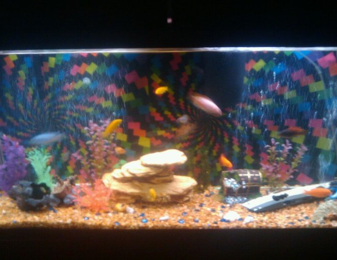 75 gallons freshwater fish tank (mostly fish and non-living decorations) - I HAVE A 75 gal RETRO AFRICAN CHICLID TANK WITH 2 40 GAL FIL 2 AIR PUMPS  2 SUCKER FISH 1ALBINO 2 SNAILS  1 CHAMPION CREY FISH 2 LIGHT HOODS  ideas are welcome