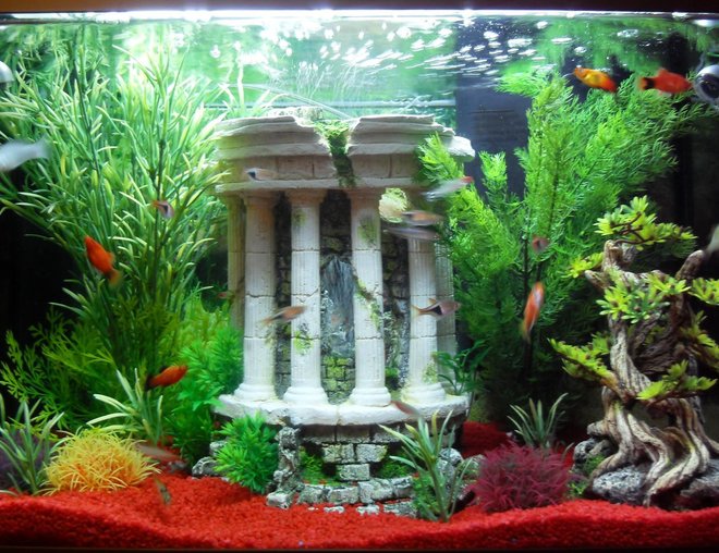 freshwater fish tank (mostly fish and non-living decorations) - fish