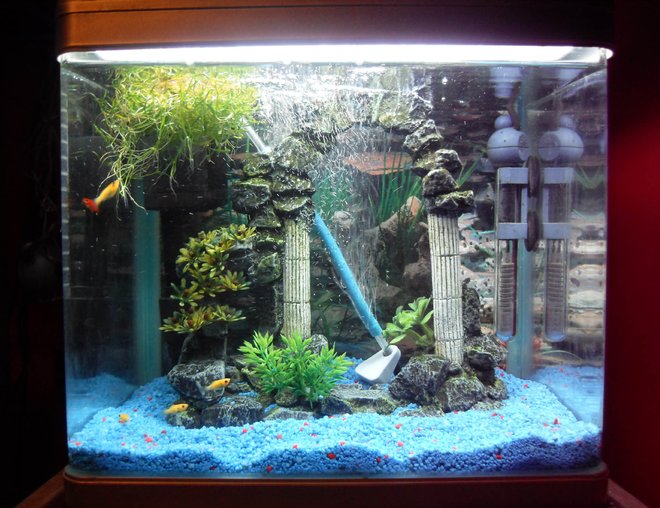 freshwater fish tank (mostly fish and non-living decorations) - Our 16 litre tank with 6 Molly Fry