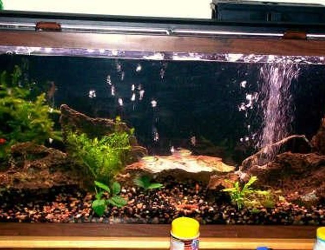 55 gallons freshwater fish tank (mostly fish and non-living decorations) - My 55 gal, redecorated.  Includes Congo Tetras, Bosemani Rainbows, Silver Angels, a couple of Plecos and some Rainbow Wags.