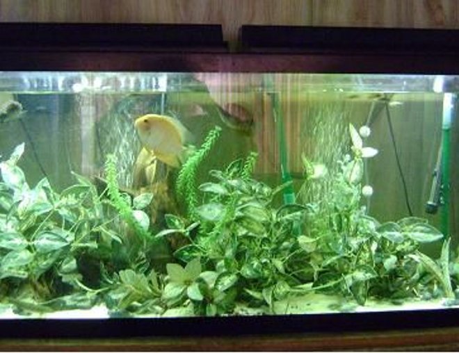 55 gallons freshwater fish tank (mostly fish and non-living decorations) - 55 gallon
60 topfin filter
2750 eheim filter
tetra 60 airpump 2-4" air stones