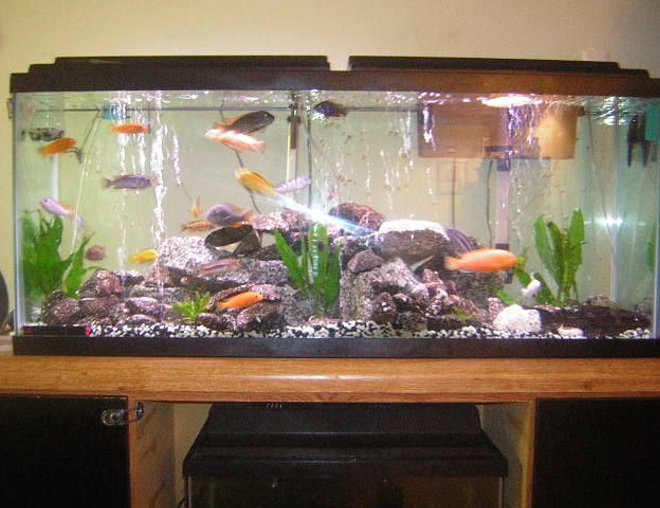 55 gallons freshwater fish tank (mostly fish and non-living decorations) - africans