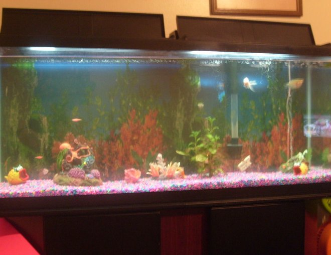 55 gallons freshwater fish tank (mostly fish and non-living decorations) - My Tank