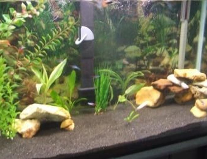 55 gallons freshwater fish tank (mostly fish and non-living decorations) - 3 months into tank
30 gallon tank.... still in the process of improving....
Fish:5 Fancy Guppies, 2 Kuli Loaches, 1 African Dwaf Frog, 1 Female Betta, 2 White Cloulds, 3 Neon Tetras, 1 Neon Swordail, 1 German Ram
Filter: Emperor 400 Bio-wheel.
Heater: Visi-Therm 200W
Standard Lighting
Driftwood/moon sand