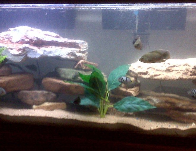 55 gallons freshwater fish tank (mostly fish and non-living decorations) - my cichlid tank; right now has 2 oscars, 4 convicts, 2 jack dempsey, 2 rainbow shark and an algae eater