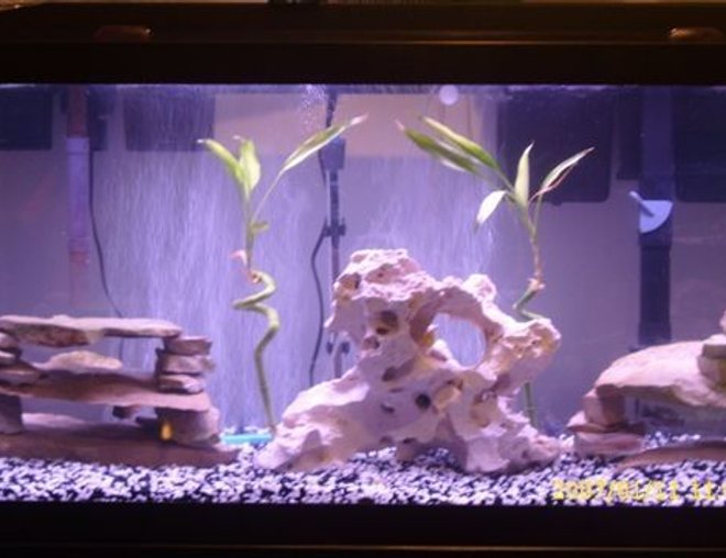 75 gallons freshwater fish tank (mostly fish and non-living decorations) - 75gal