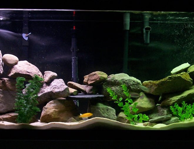 55 gallons freshwater fish tank (mostly fish and non-living decorations) - Mixed Mbuna Tank, Lots of filtration, Lots of Rock, Lots of water changes