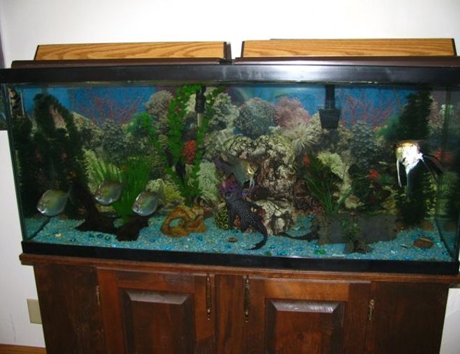 55 gallons freshwater fish tank (mostly fish and non-living decorations) - My 55 gallon