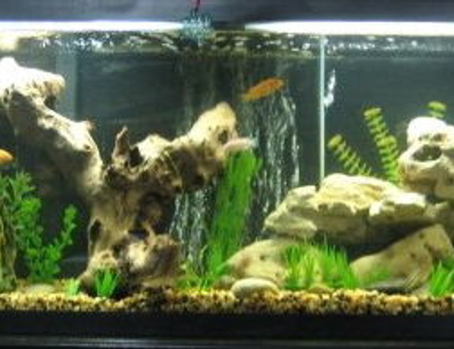55 gallons freshwater fish tank (mostly fish and non-living decorations) - Our 55 Gal. Cichlid tank. Added petrified wood and some other rock formations. Also use a bubble wall, which the fish love.