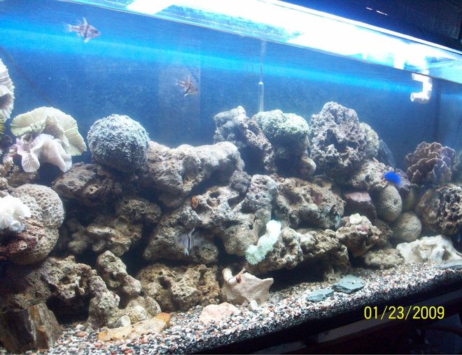 60 gallons freshwater fish tank (mostly fish and non-living decorations) - new set up tank