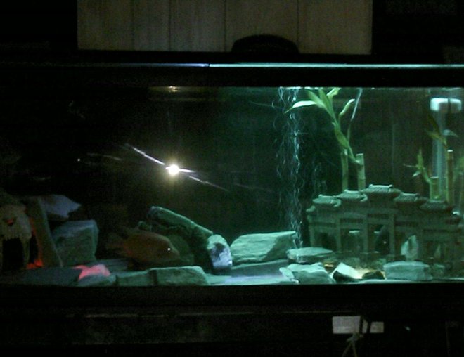 75 gallons freshwater fish tank (mostly fish and non-living decorations) - the jade empire,dealing with aquqriums should not just be a hobby,it should be an art.introducing the red devil,bifiscatium,managuense and jack dempsy.i've just added some new pics,so please check them out  and comment
