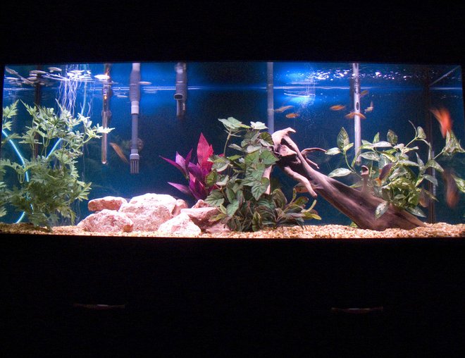 55 gallons freshwater fish tank (mostly fish and non-living decorations) - family fish tank 
two blood parrot fish
two silver dollar
one red tail botia
one firemouth
nine silver tips tetras
driftwood,strabbery rocks,...