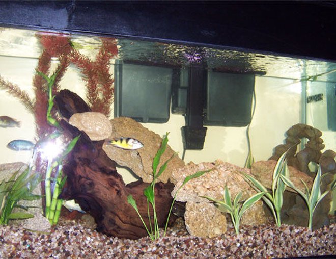 75 gallons freshwater fish tank (mostly fish and non-living decorations) - 13 African Cichlids total in this 55 Gallon Tank.