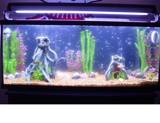 55 gallons freshwater fish tank (mostly fish and non-living decorations) - My 55 gallon African Cichlid tank. Its been setup for 3 months and I have 7 fish and 1 lobster in there. More fish to come!