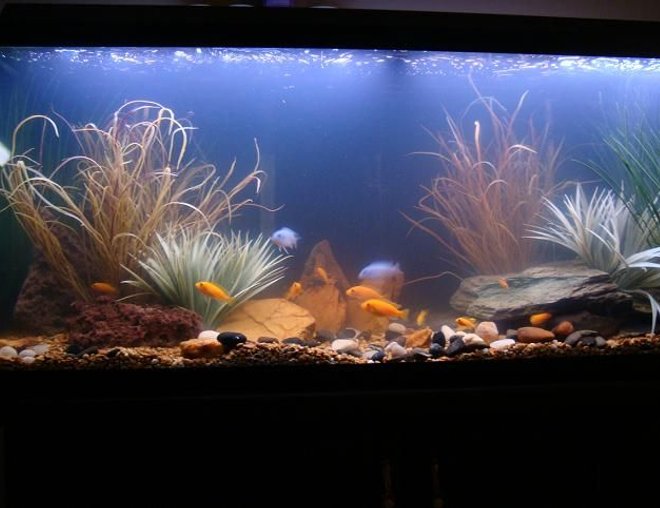 55 gallons freshwater fish tank (mostly fish and non-living decorations) - My 55 Gallon ( I want a bigger one :D) with African Cichlids, 1 clown loach, and a monster Pleco!! The water is a bit cloudy, but I just recently set it up, so it is still filtering.  I previously had angel fish and gouramis in it, but I moved them to a smaller tank.