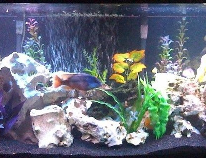 75 gallons freshwater fish tank (mostly fish and non-living decorations) - 75 Gallon Cichlid Tank