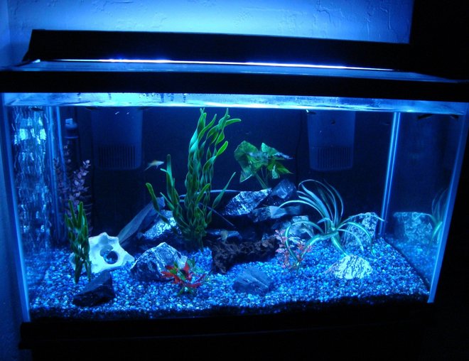55 gallons freshwater fish tank (mostly fish and non-living decorations) - 55 gallon community tank. Check out my other photos to see the homemade LED nightlight!