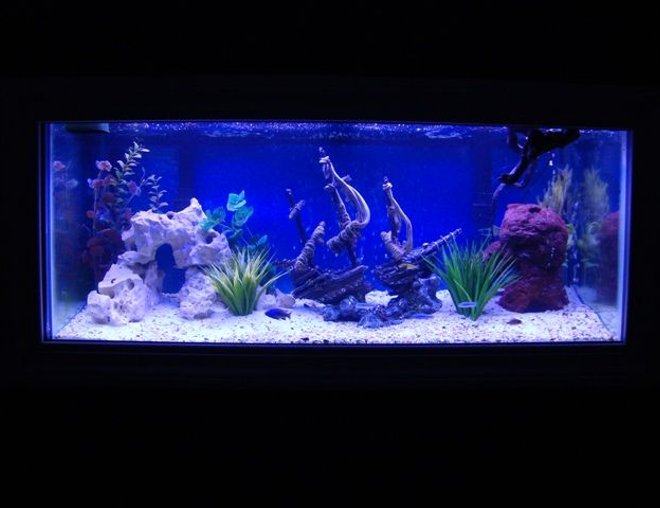75 gallons freshwater fish tank (mostly fish and non-living decorations) - 75 Gallon Cichlid Tank