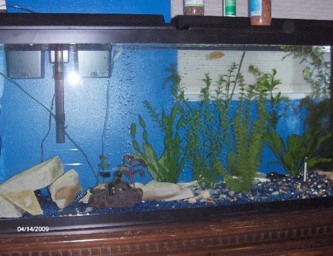 55 gallons freshwater fish tank (mostly fish and non-living decorations) - my tanl