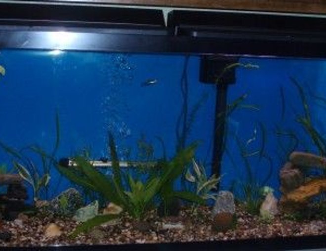 55 gallons freshwater fish tank (mostly fish and non-living decorations) - A current photo of my 55gal.
 2 male mollies, 3 male gouramis, 2 male guppies, 1 cherry barb, 1 golden barb,k 1 tager barb, 1 green barb, 2 pepper corys 2 leopard corys.