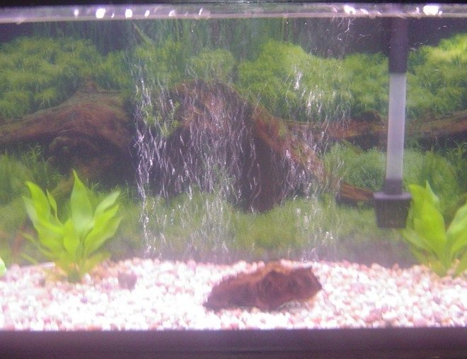 55 gallons freshwater fish tank (mostly fish and non-living decorations) - 55 gallon freshwater tank.
Large bubble screen under rocks, small drift wood two artificial plants.  The gravel is natural and the filter is a 30-60.  Fish in the tank,
1 trinidad pleco and 1 small tiger oscar.