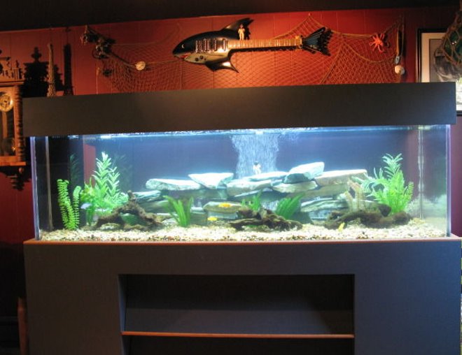 205 gallons freshwater fish tank (mostly fish and non-living decorations) - 205 gal. 28" wide, 24" tall, 83" long. Acrylic freshwater aquarium with 25 gal. sump.  Lighting used is Compact Fluorescent. Tank was custom made. Contains rift lake cichlids, pictus cats, bala shark, blue lobster and a tiger oscar as of now.