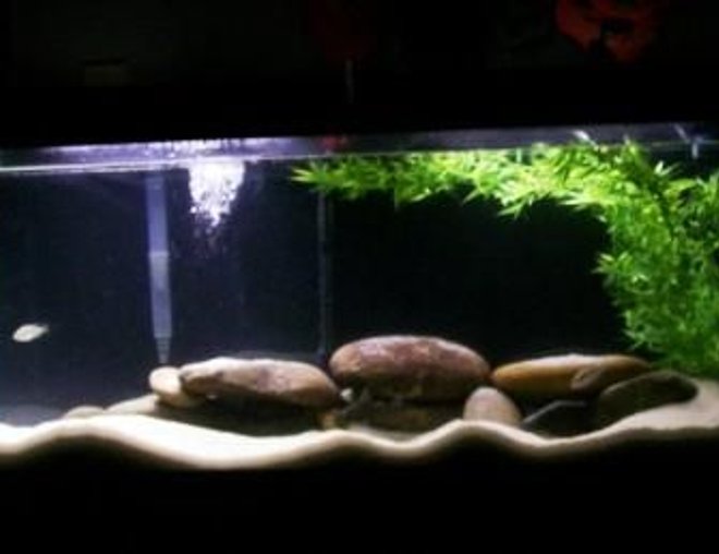 freshwater fish tank (mostly fish and non-living decorations) - My new world cichlid tank