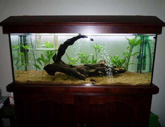 60 gallons freshwater fish tank (mostly fish and non-living decorations)