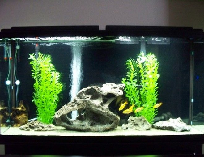 freshwater fish tank (mostly fish and non-living decorations) - My 60 gal. tank with 5 gold barbs, 5 red eye tetras, 5 xray tetras and 1 pleco. play sand substrate, fake plants, lava rock, marineland bio wheel filtration and mopani wood.