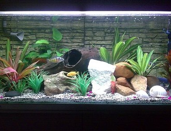 75 gallons freshwater fish tank (mostly fish and non-living decorations) - My Cichlid tank

Please feel free to leave comments